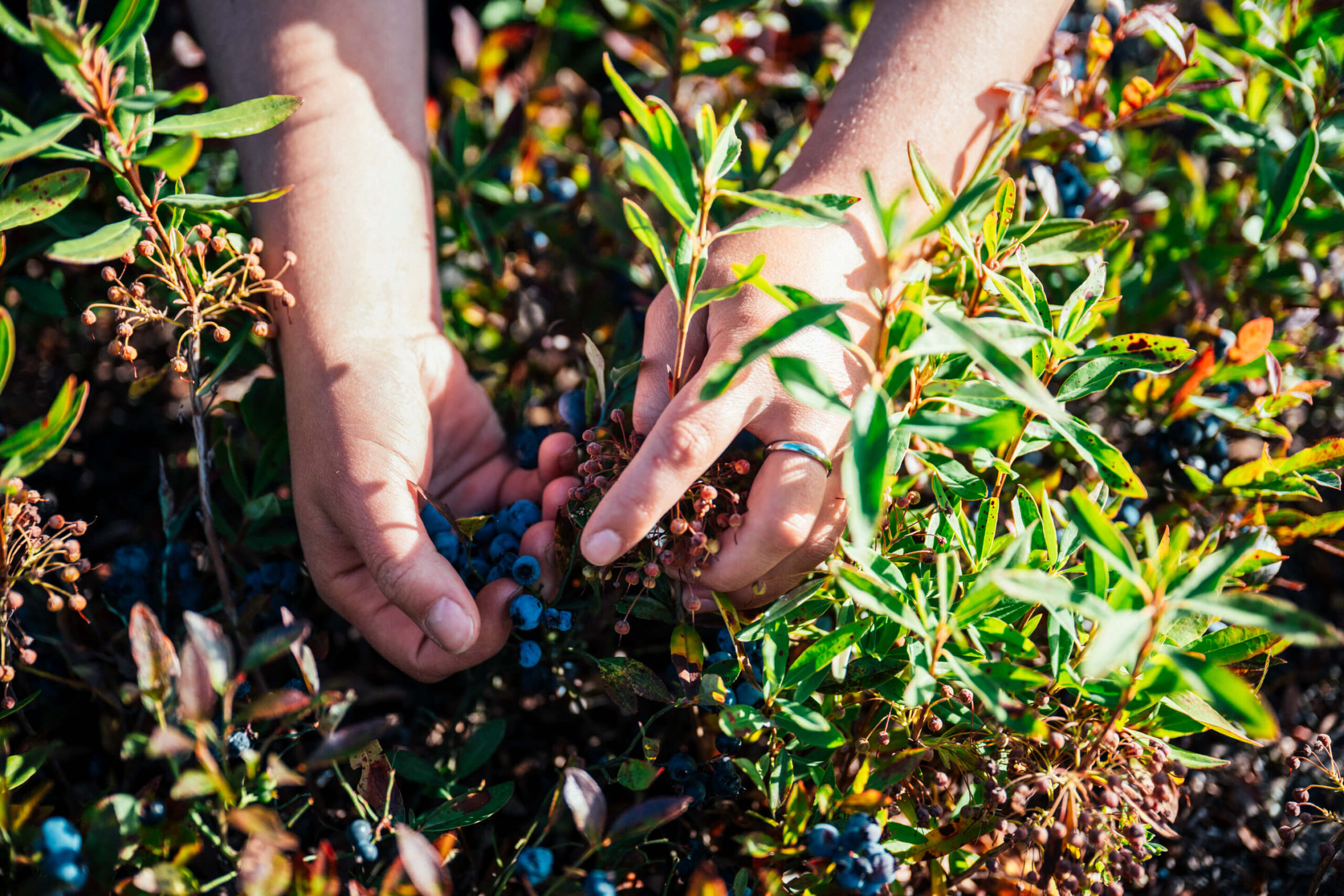 CAN 08212025 MRC DDR 4204 BD